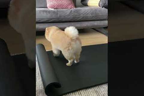 Funny Puppy Does Yoga on Mat!