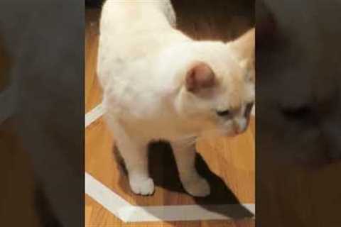 Funny Cat Gets Trapped in Tape Trap!