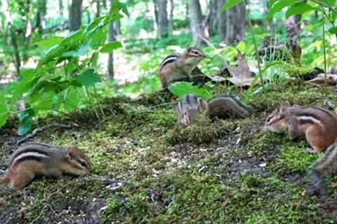 Chipmunks, Birds and Squirrels in a Mossy Forest - 10 Hour Video for Pets - June 21, 2023