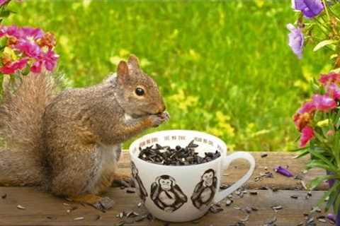 Tea Time for Squirrels and Birds - 10 Hour Video for Pets and People - June 22, 2023