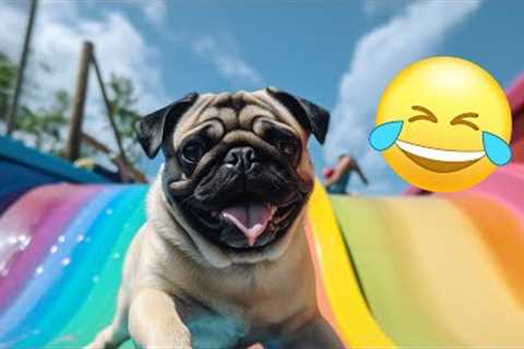 Hot Pug Summer! | Funniest Pets Of The Week