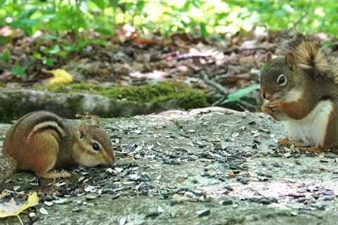 Red Squirrels, Chipmunks and Forest Friends - 10 Hour CAT TV - June 23, 2023