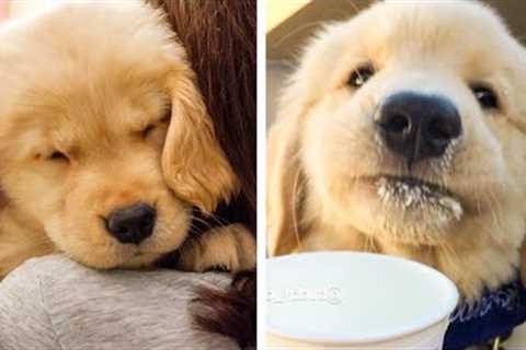 8+ Minutes of Cute & Funny Golden Puppies that Will Make Your Day Full of Happiness 😍💕| Cutest Puppy