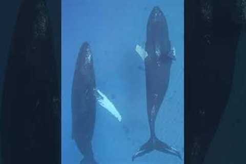 Breathtaking Humpback Whales Swim Through Turks and Caicos