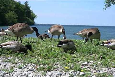 Saturday Morning Cartoons for Pets - 10 Hours of Ducks and Canada Geese by the Lake - June 24, 2023