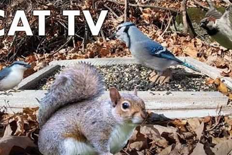 Blue Jays, Red Squirrels and Backyard Animals - 10 Hour CAT TV - June 25, 2023