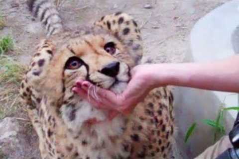 When Eyes Can't Lie -  Animals Love You by Cute Way No One Does It