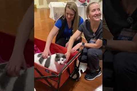 Adorably Chunky Cat Cheers Up Old Folks!