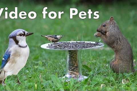 Birds and Squirrels Enjoying the Seed Buffet - 10 Hour CAT TV - June 26, 2023