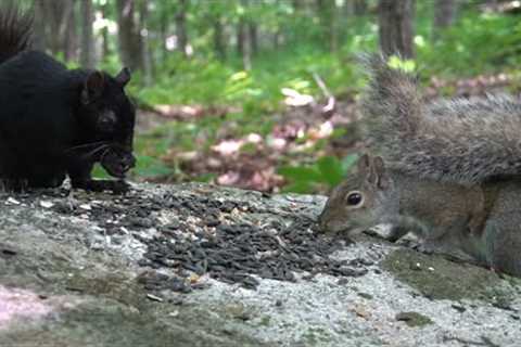 Black Squirrels and Chipmunks in the Forest - 10 Hour CAT TV - June 27, 2023