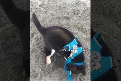 ADORABLE Puppy Digs for Buried Treasure!