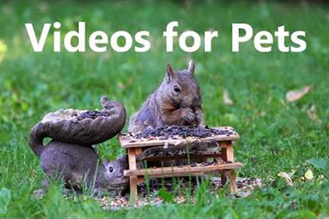 Backyard Picnic for Birds and Squirrels -  10 Hour Video for Pets and People - June 28, 2023