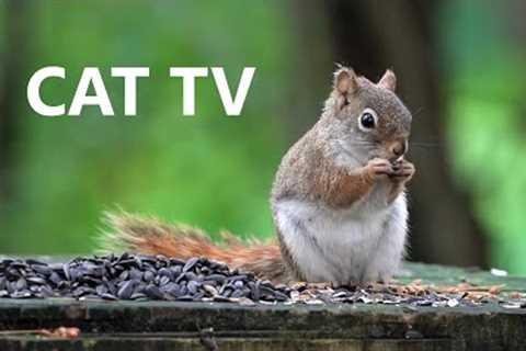 Red Squirrels in the Forest - 10 Hour Videos for Pets and People - June 29, 2023