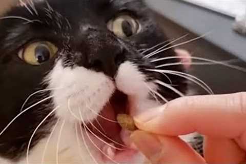 Super Hungry Cat 🤣 | FUNNIEST Pets Of The Month