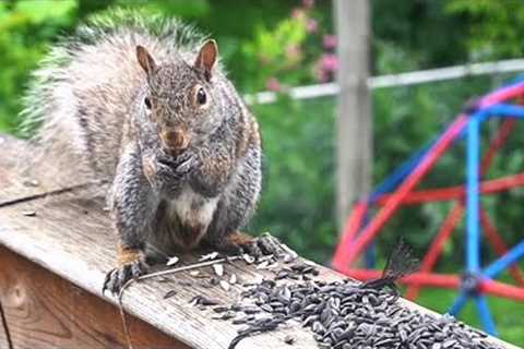 Beautiful Backyard Squirrels Up Close - 10 Hour CAT TV - June 30, 2023