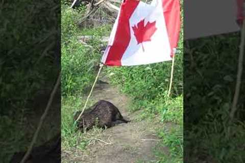 Adorable Beaver Celebrates Canada Day!