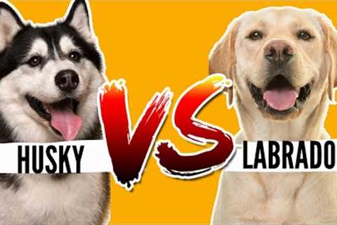 Labrador VS Husky- Which Breed is Best For You and Your Family?