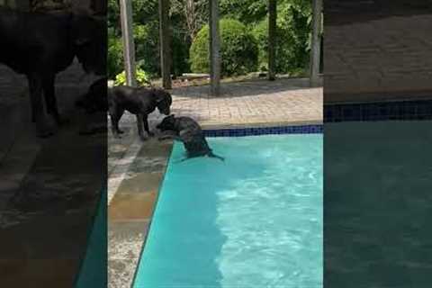 Funny Pup Annoyed By Swimming Brother!