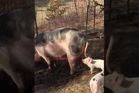 Hilariously Hungry Piglet Pulls at Mom's Tail for Attention!