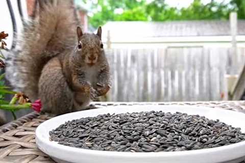 Sunday Morning Brunch for Hungry Backyard Squirrels - 10 Hour Video for Pets - July 02, 2023