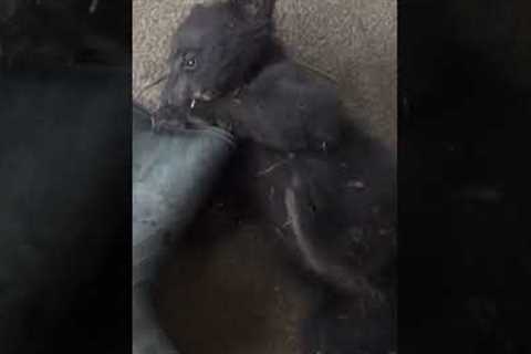 PRECIOUS Bear Cub Wrestle With Boot!