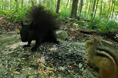 Chipmunks and Black Squirrels in the Forest - 10 Hour CAT TV - July 03, 2023