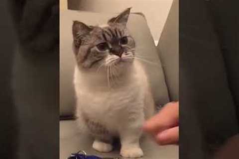 Needy Kitten Won't Let Pet Parent Leave!