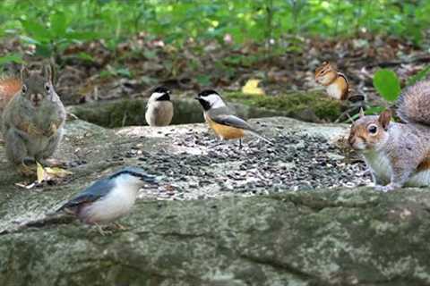 Chipmunks, Squirrels and Forest Friends - 10 Hour CAT TV - July 05, 2023