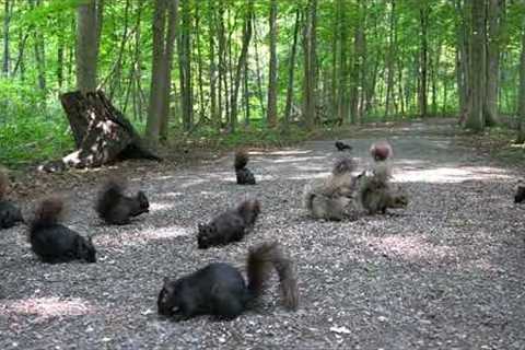 A Scurry of Squirrels and Chipmunks in the Forest - 10 Hour CAT TV - July 06, 2023