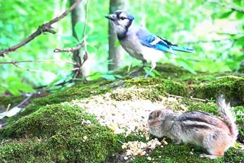 Blue Jays, Chipmunks and Red Squirrels in a Mossy Forest - 10 Hour CAT TV - July 07, 2023