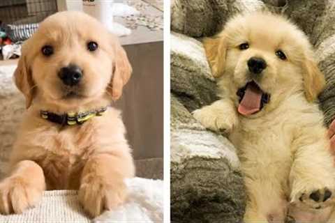 😍Lovely and Cute Goldens that Make you Happy to Watch Every Day🐶| Cutest Puppies