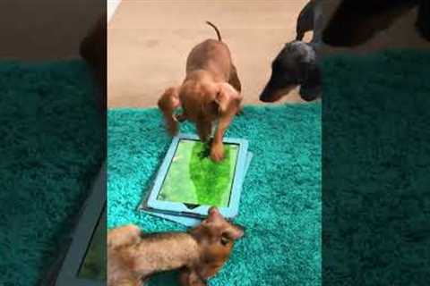 Funny Puppy LOVES to Play Video Games!