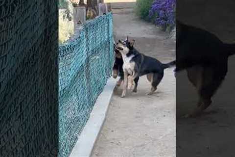 Goofy Squirrel Pranks Pups By Running on Fence!