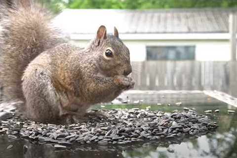 Sunday Morning Brunch for Squirrels - 10 Hour Video for Pets - July 09, 2023