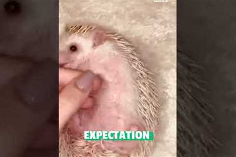 Feisty Hedgehog Munches on Pet Parent's Nose!