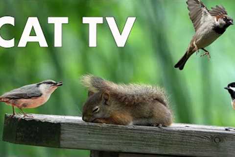 Birds and Squirrels on the Boardwalk - 10 Hour CAT TV - July 10, 2023