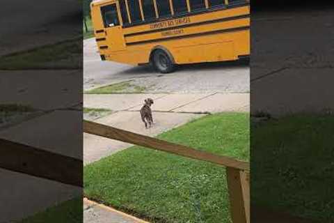 Adorable Puppy Welcomes Kid Home From School!