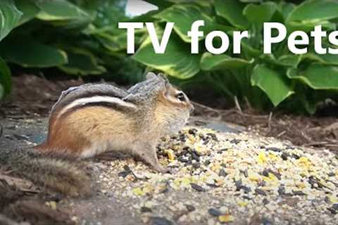 10 Hour CAT TV - Hungry Chipmunks and Birds in the Forest - July 11, 2023