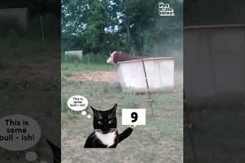 Judgy Cat's Farm Fails!