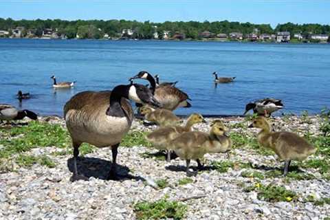 Baby Geese and Ducks on a Scenic Lake - 10 Hour Video for Pets and People - July 12, 2023