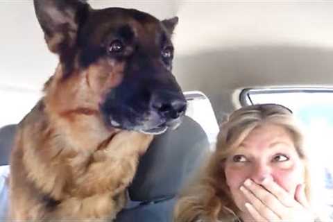 German Shepherd dog suddenly realizes he is at the vet🤣 Funny Dog's Reaction