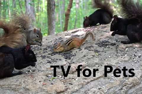 Forest Friends Hanging out on the Rock - 10 Hours of Chipmunks and Squirrels - July 13, 2023