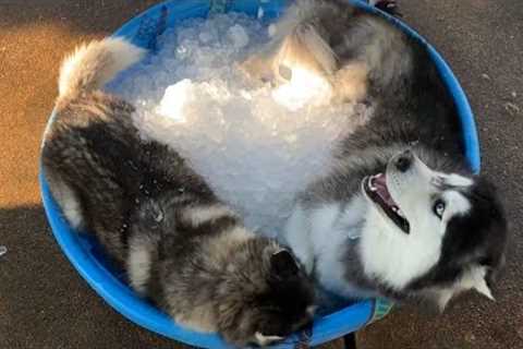 Husky Dogs Have the Coolest Summer EVER! | Funniest Pets Of The Week 🤣