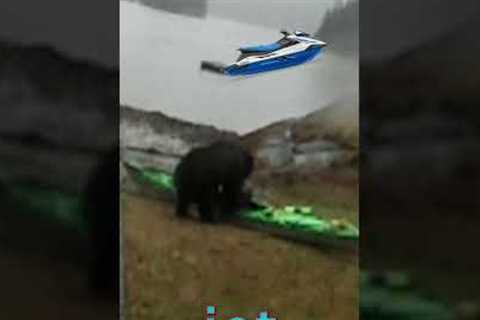 Karen Vs Bear: Kayak Battle