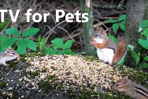 Red Squirrels and Chipmunks Battle for Seeds - 10 Hour CAT TV - July 14, 2023