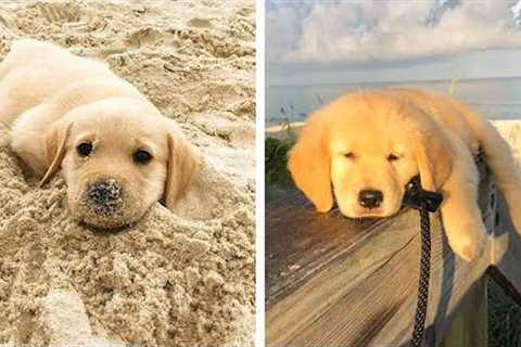 🥰Golden's Funny And Cute Actions make Your Heart Flutter🐶|Cutest Puppies