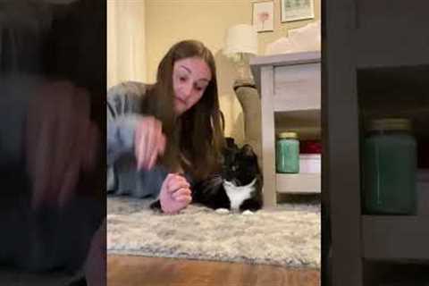 Hilarious Pet Parent Negotiates with Cat About Waking Her Up!