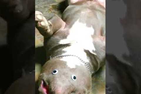 Funny Snoozing Pit Bull Pranked With Googly Eyes!