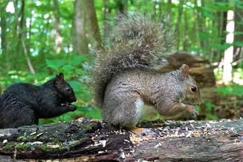 Birds, Squirrels and Chipmunks in a Canadian Forest - 10 Hour CAT TV - July 17, 2023