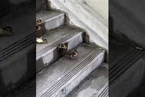 Adorable Momma Duck Leads Ducklings Down Staircase